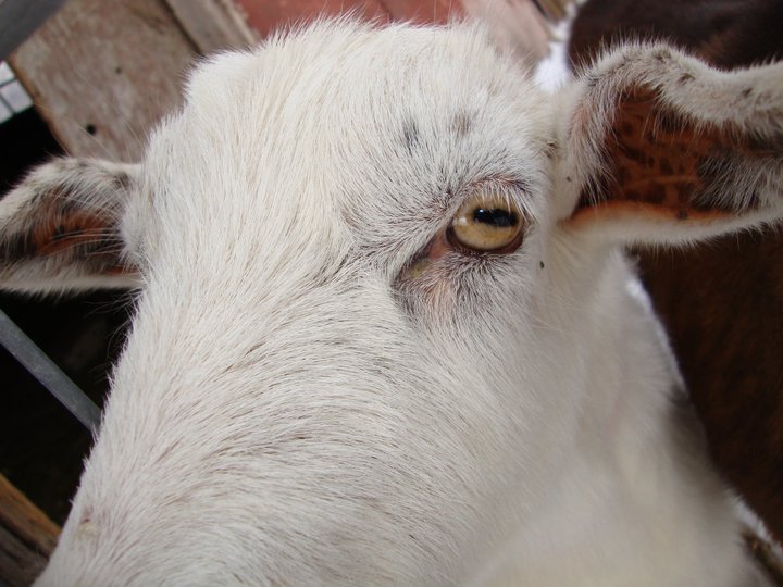 The eye of the goat