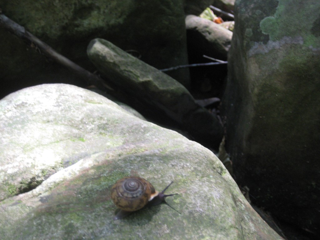 Binz met a new friend, Vladamir the Snail