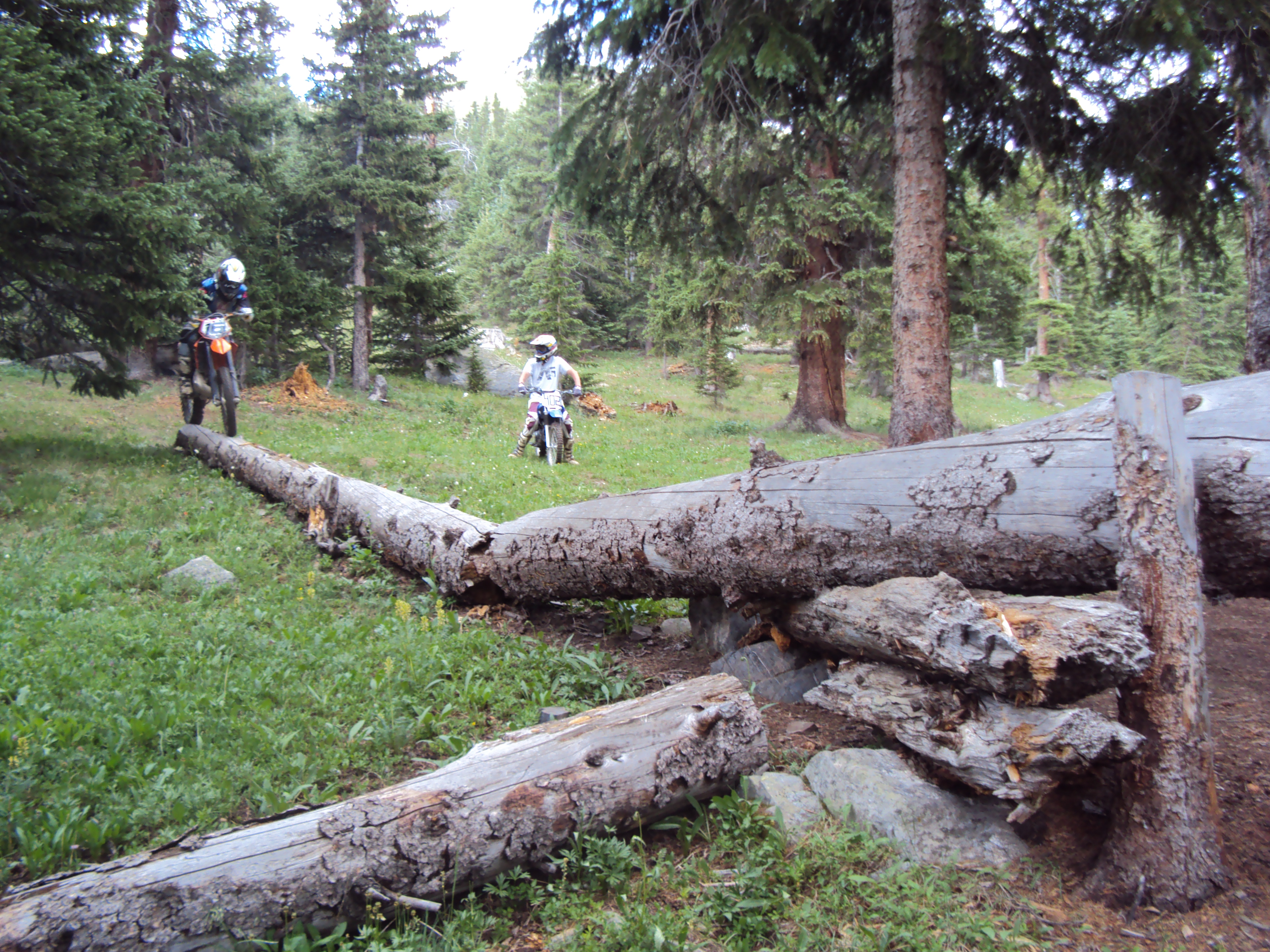Fallen trees equal great log rides